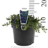 Dampiera - Product photo