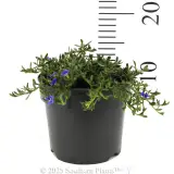 Dampiera - Reference photo