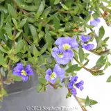 Dampiera - Detail photo