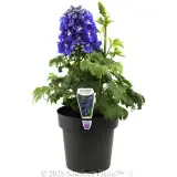 Delphinium Guardian Blue - Plant photo