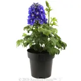 Delphinium Guardian Blue - Alternate photo