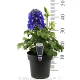 Delphinium Guardian Blue - Product photo