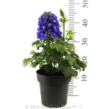 Delphinium Guardian Blue - Reference photo
