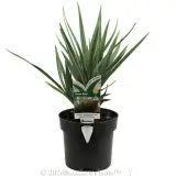 Dianella Cassa Blue® - Plant photo