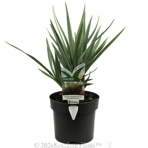 Dianella Cassa Blue®