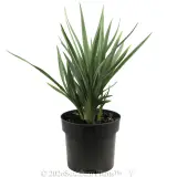 Dianella Cassa Blue® - Alternate photo