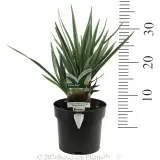 Dianella Cassa Blue® - Product photo