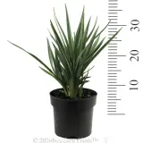 Dianella Cassa Blue® - Reference photo