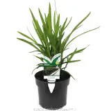 Dianella Breeze® - Plant photo