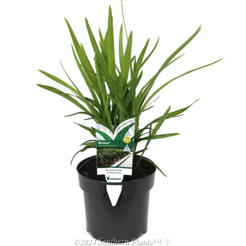 Dianella Breeze®
