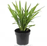 Dianella Breeze® - Alternate photo