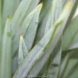 Dianella Clarity Blue™ - Product photo