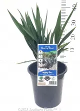 Dianella Clarity Blue™ - Alt