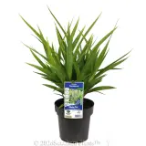 Dianella Goddess - Plant photo