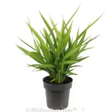 Dianella Goddess - Alternate photo