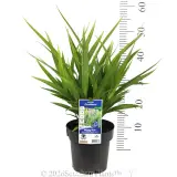 Dianella Goddess - Product photo