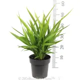 Dianella Goddess - Reference photo