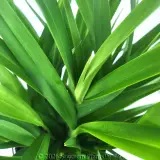 Dianella Goddess - Detail photo