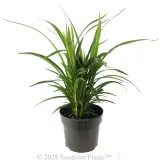 Dianella Little Jess™ - Alternate photo