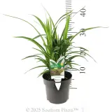 Dianella Little Jess™ - Product photo