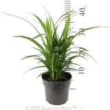 Dianella Little Jess™ - Reference photo