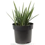 Dianella Little Rev™ - Alternate photo