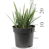 Dianella Little Rev™ - Reference photo