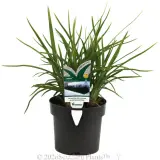 Dianella Lucia™ - Plant photo