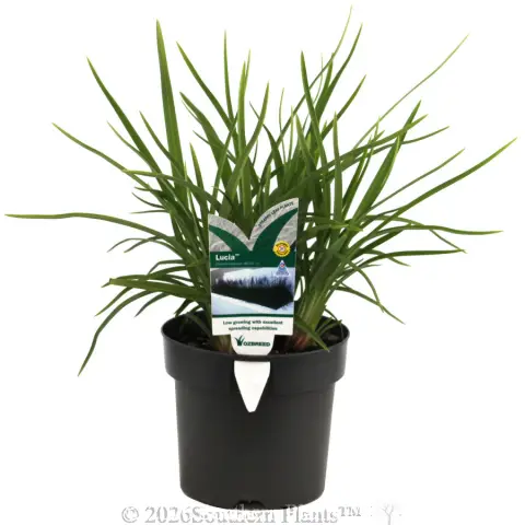 Dianella Lucia™