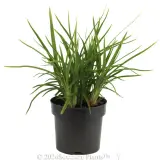 Dianella Lucia™ - Alternate photo