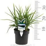 Dianella Lucia™ - Product photo