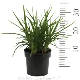 Dianella Lucia™ - Reference photo
