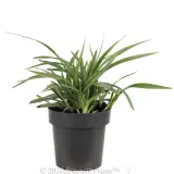Dianella Silverado - Alternate photo