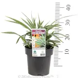 Dianella Silverado - Product photo