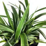 Dianella Silverado - Detail photo