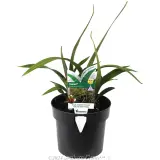 Tasred® Dianella - Plant photo