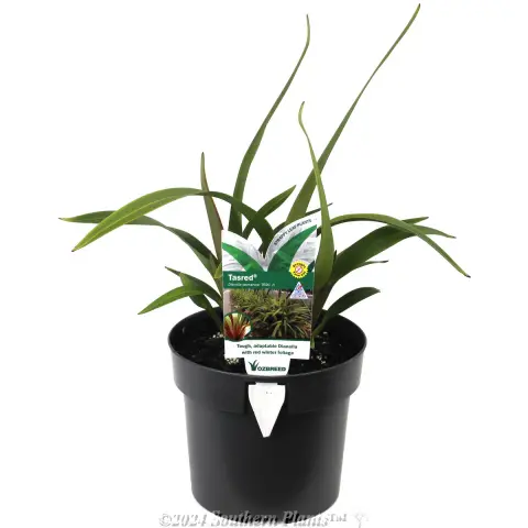Tasred® Dianella