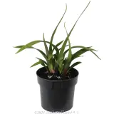 Tasred® Dianella - Alternate photo