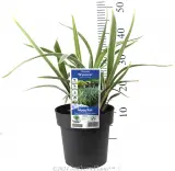 Dianella Wyeena - Product photo