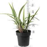 Dianella Wyeena - Reference photo