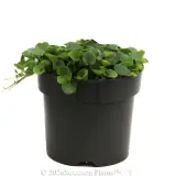 Dichondra Emerald Falls - Alternate photo