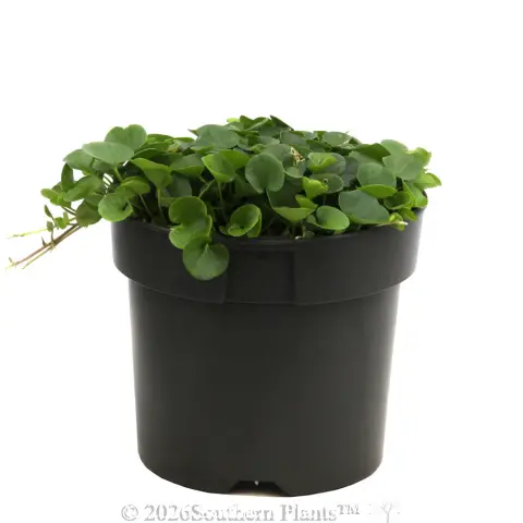 Dichondra Emerald Falls