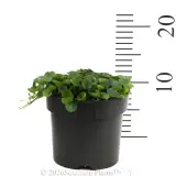 Dichondra Emerald Falls - Reference photo