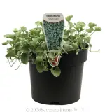 Dichondra Silver Falls - Plant photo