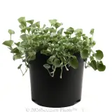 Dichondra Silver Falls - Alternate photo