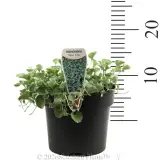 Dichondra Silver Falls - Product photo
