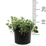 Dichondra Silver Falls - Reference photo