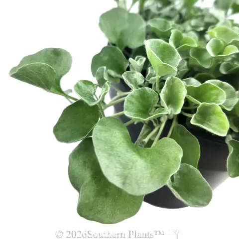 Dichondra Silver Falls