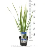 Peacock Flower - Product photo