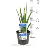 Wild Iris - Pack